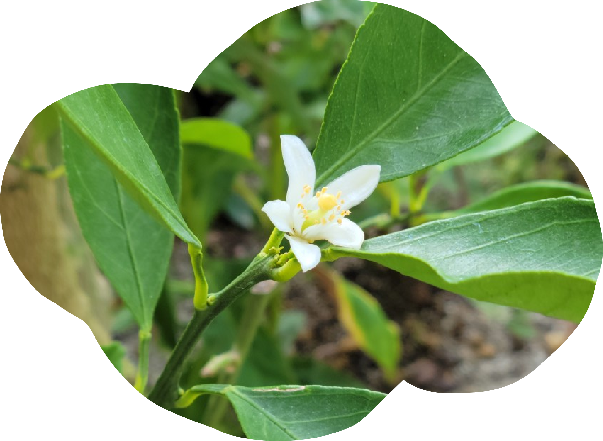 素敵な花壇の紹介