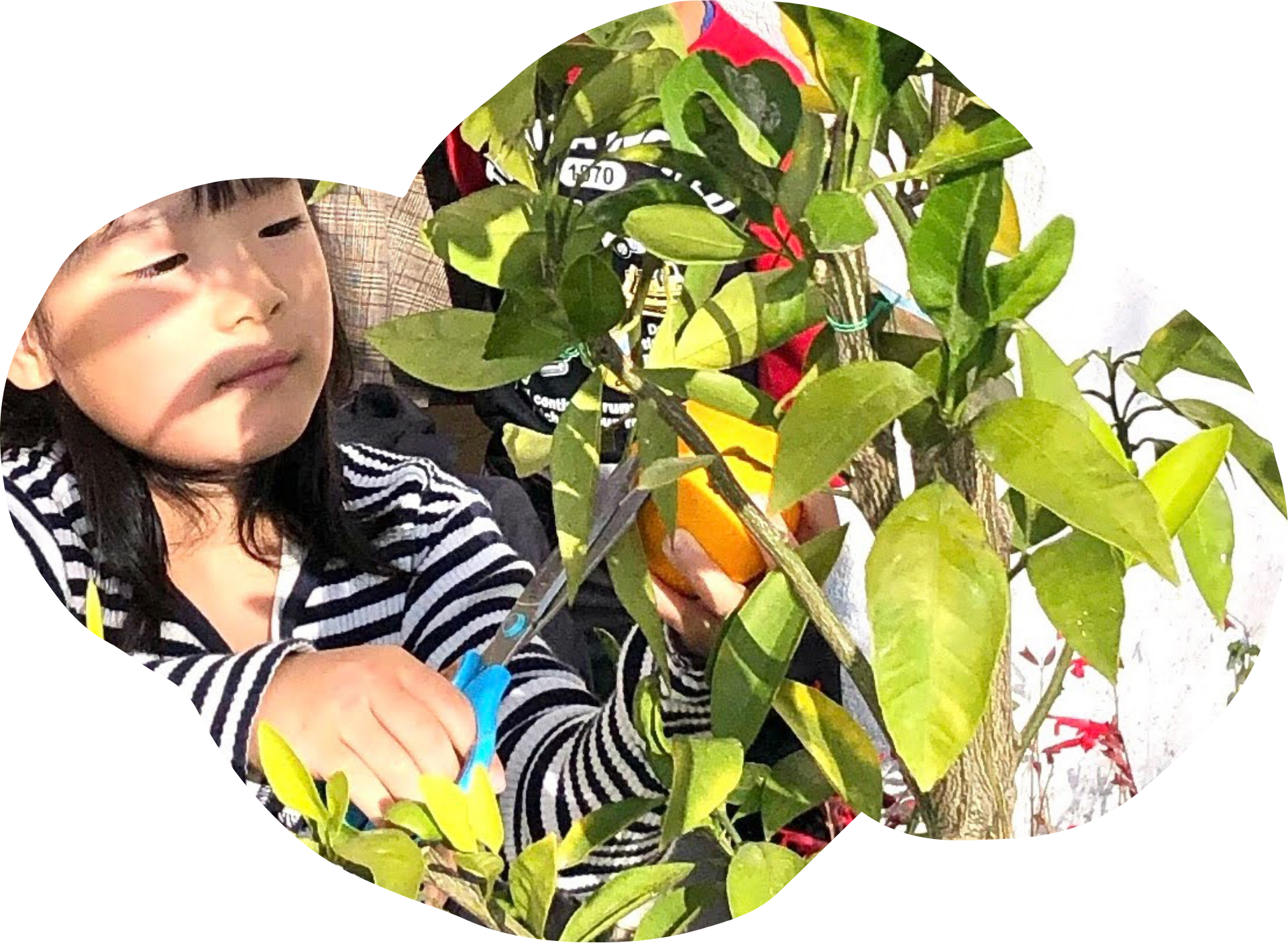 素敵な花壇の紹介